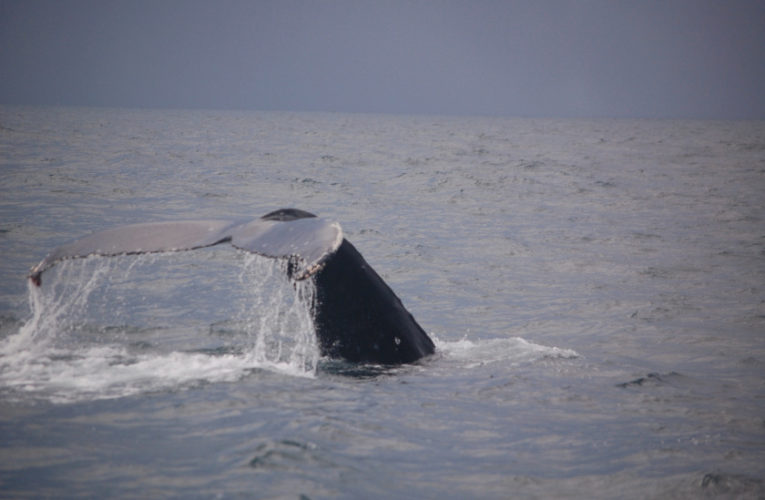 Pinellas Park: A glimpse of hope? CBD and PTSD.