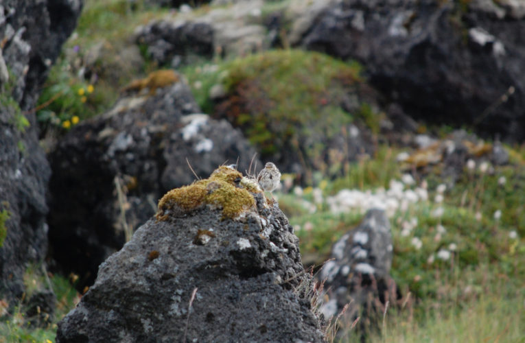 Pinellas Park: Post-school holidays re-set. PTSD self-scan.