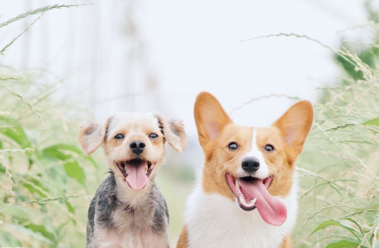 Preventing Home Dog Fights in Pinellas Park